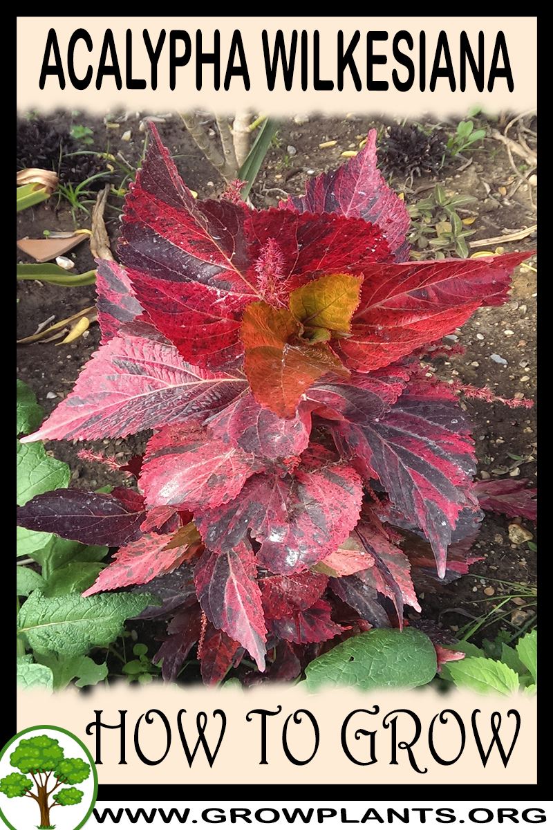 How to grow Acalypha wilkesiana