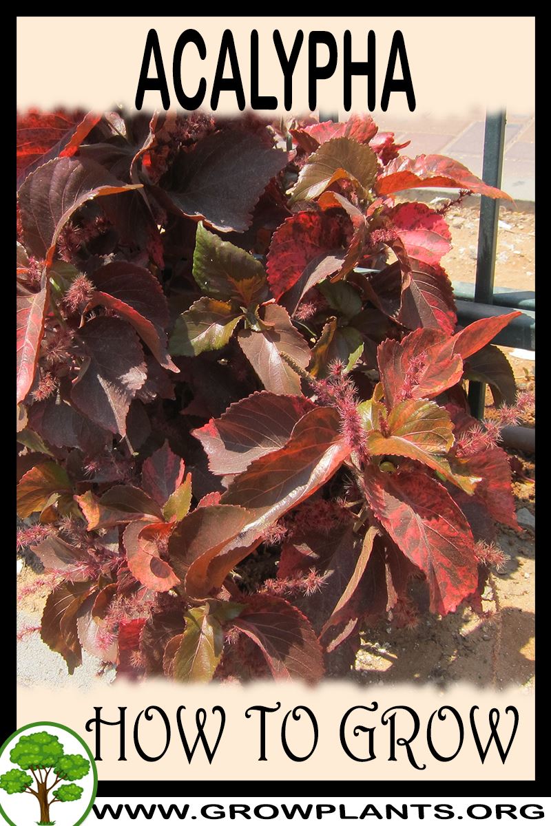 How to grow Acalypha