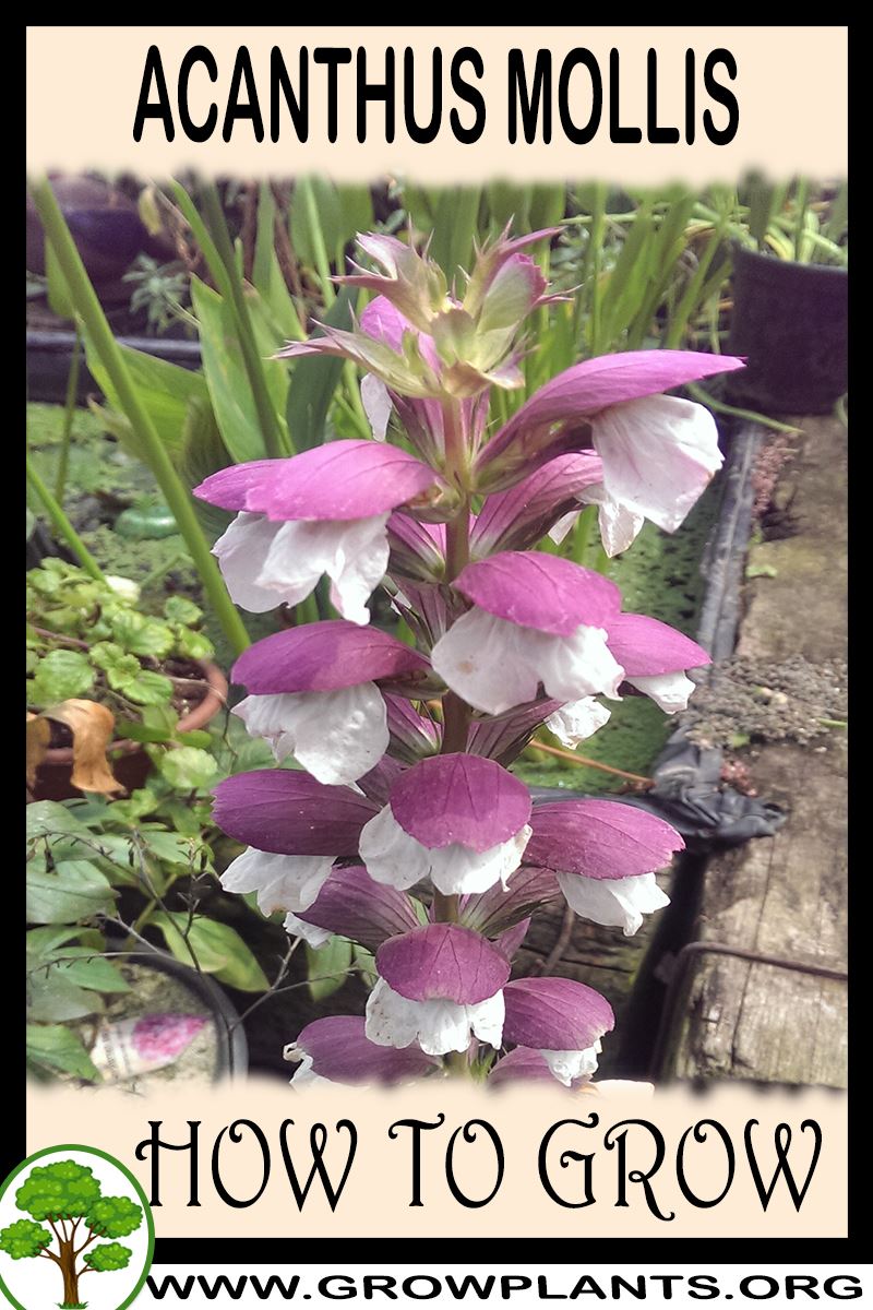 How to grow Acanthus mollis
