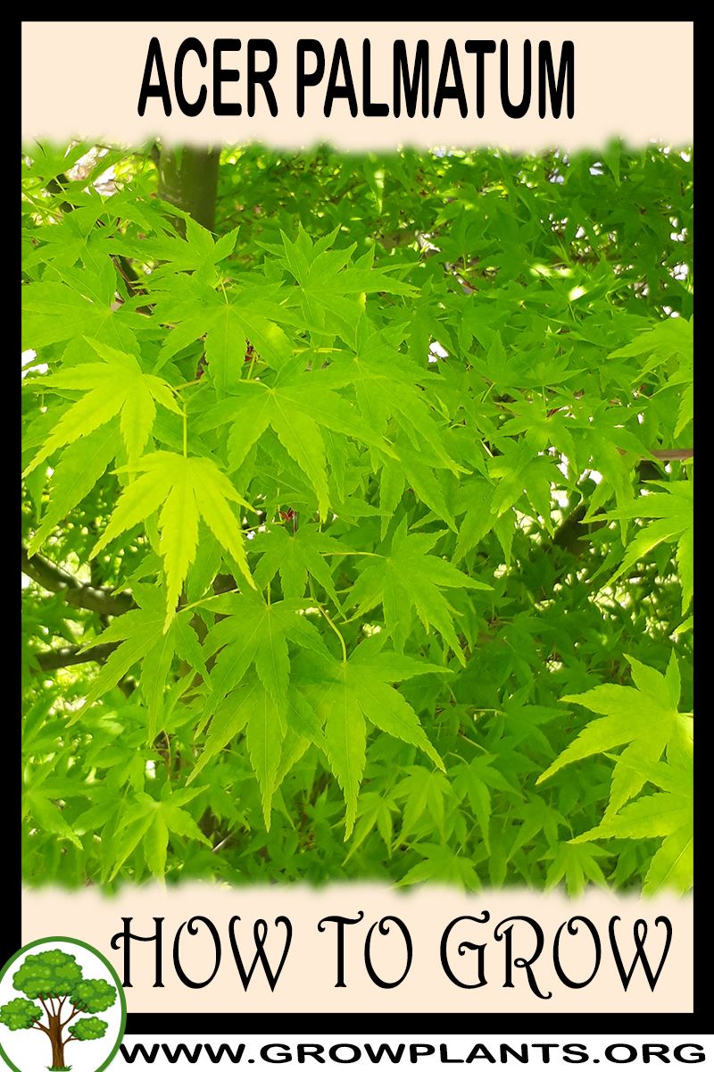 How to grow Acer palmatum