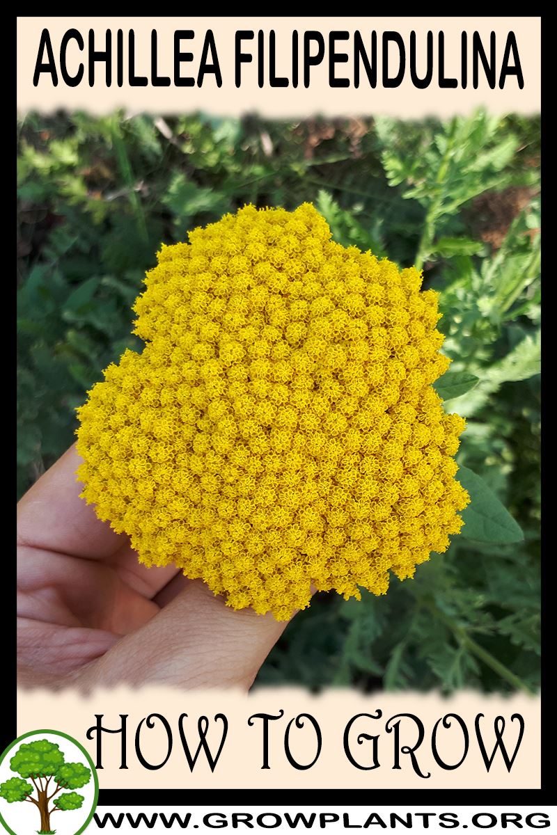 How to grow Achillea filipendulina