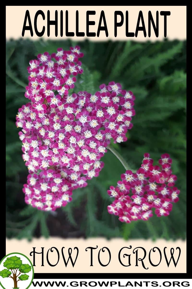 How to grow Achillea