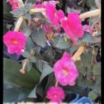 Achimenes