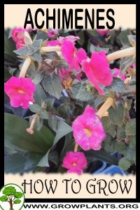 How to grow Achimenes