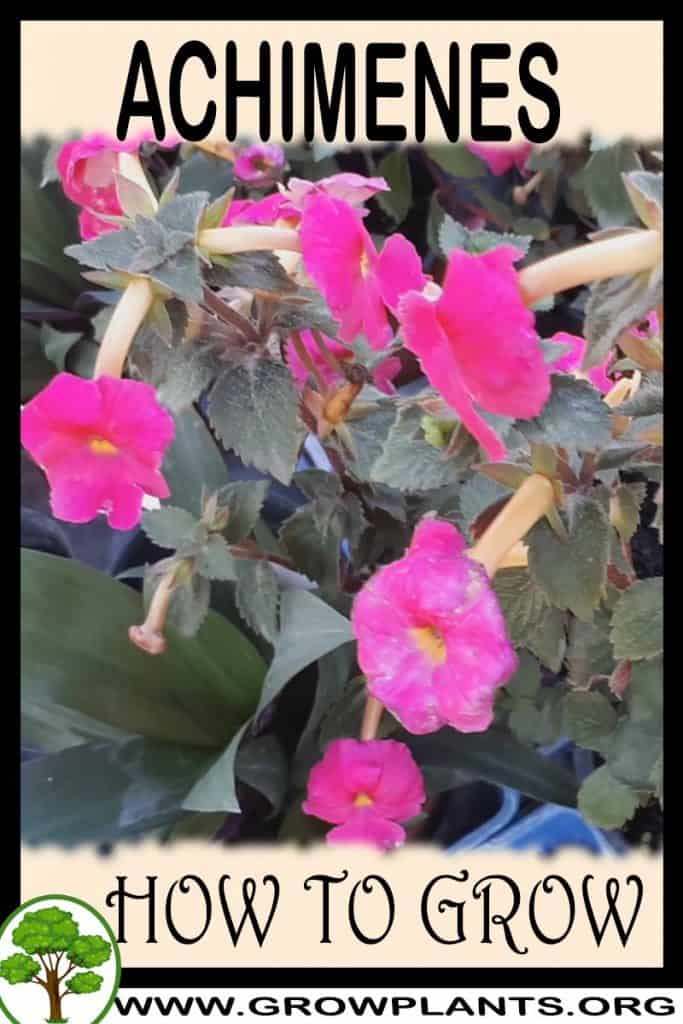 Achimenes