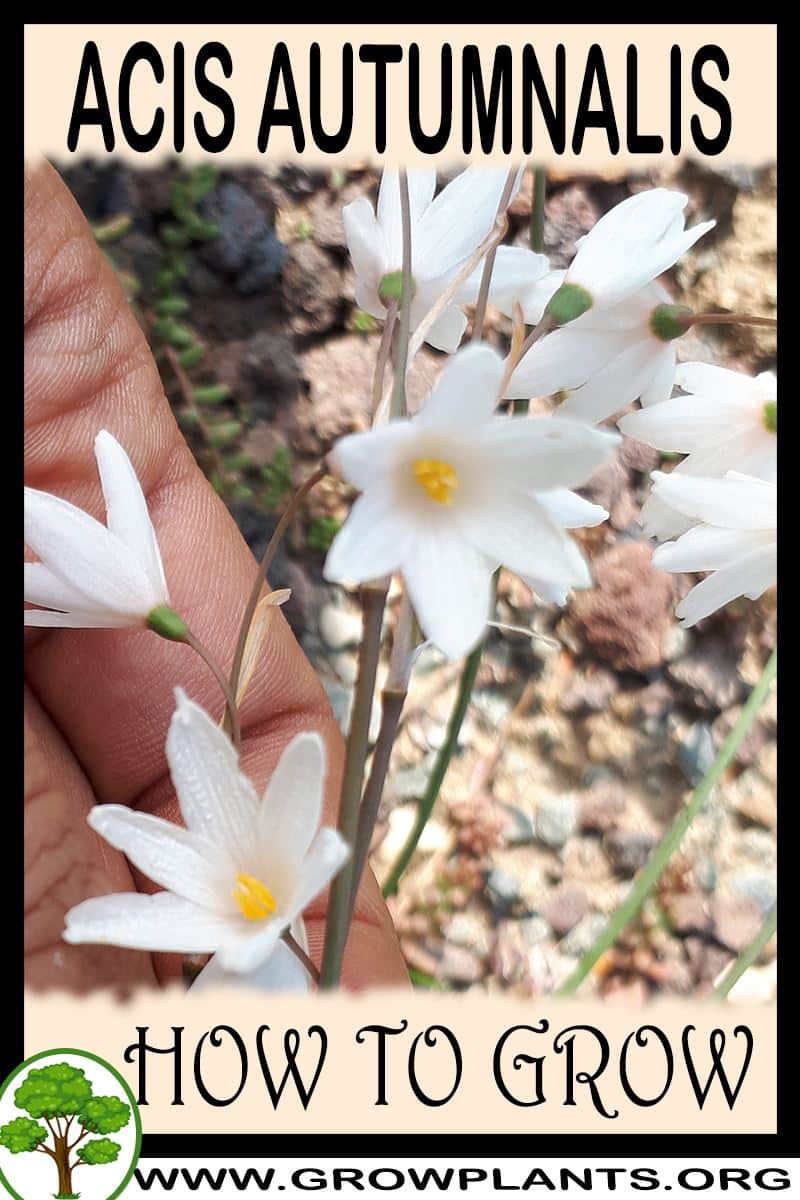 How to grow Acis autumnalis