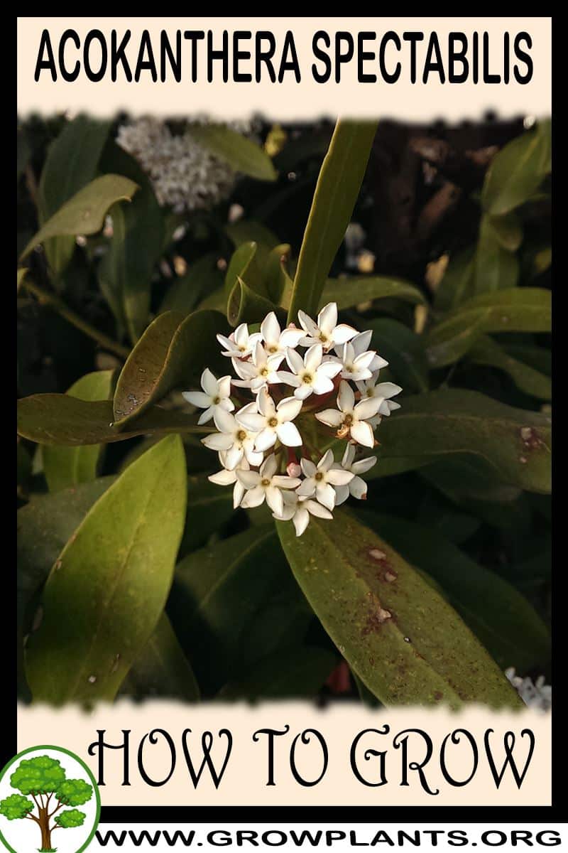 How to grow Acokanthera spectabilis