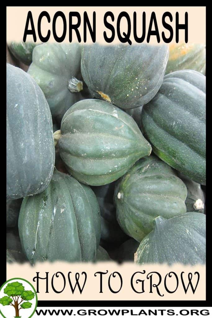 Acorn squash plant