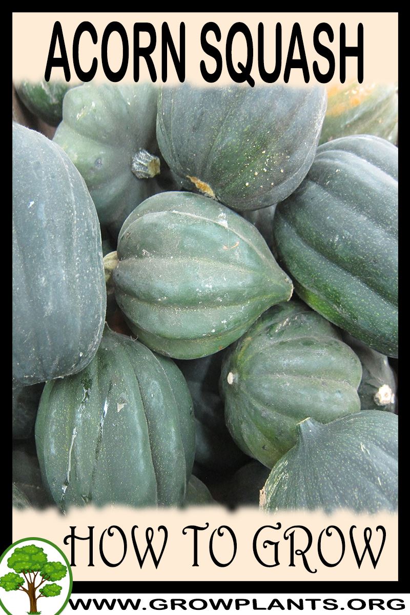Acorn squash plant How to grow & care