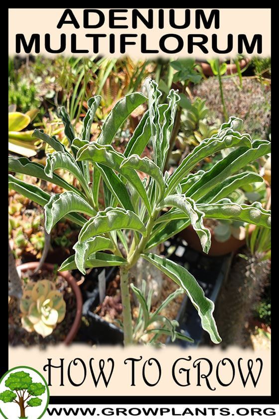 How to grow Adenium multiflorum