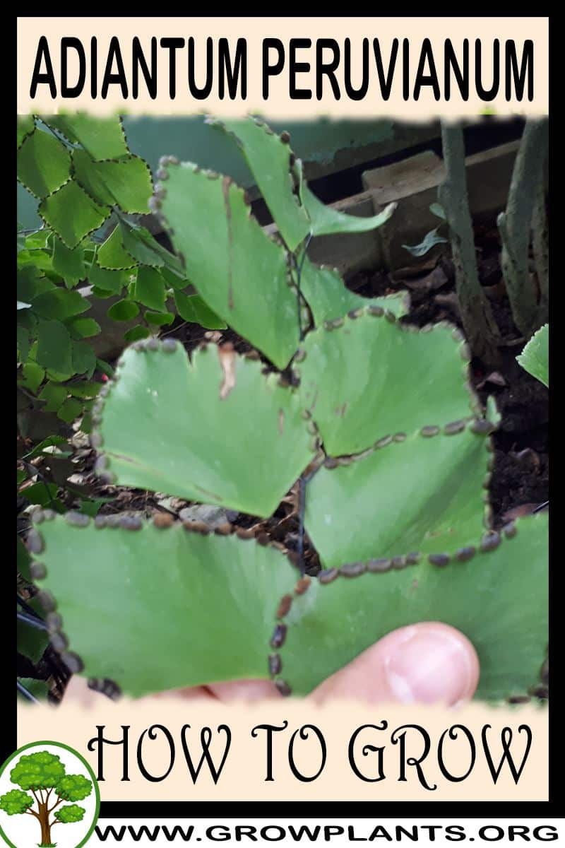 How to grow Adiantum peruvianum