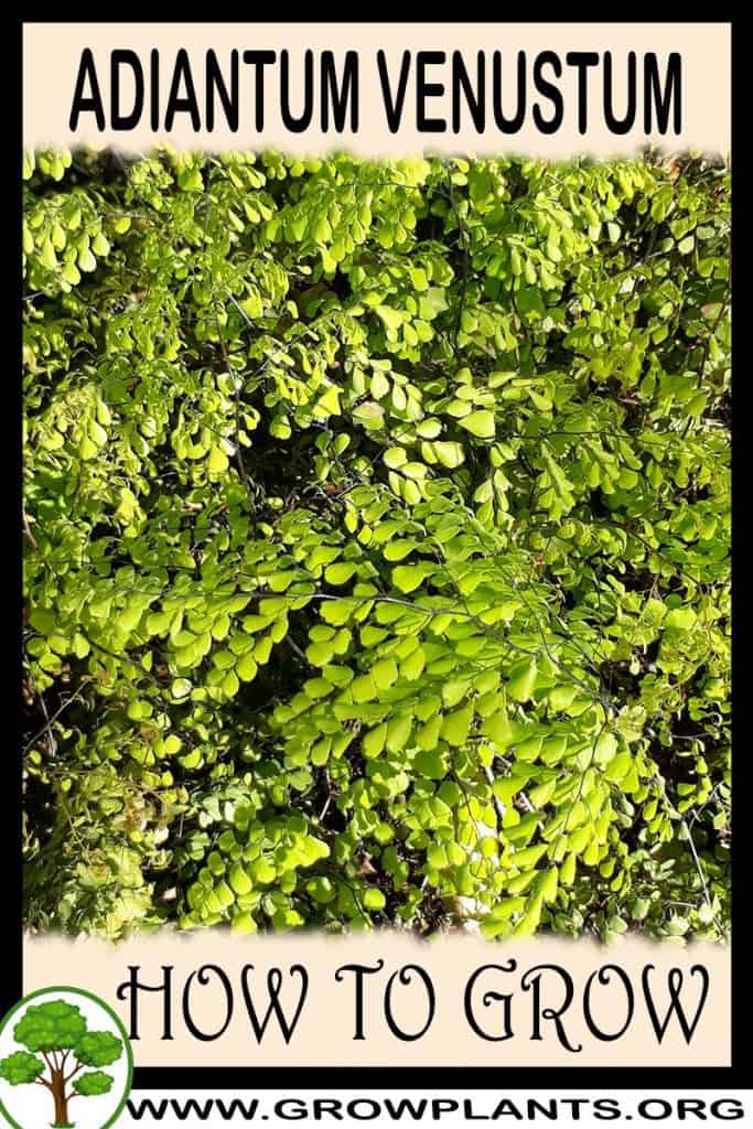 Adiantum venustum