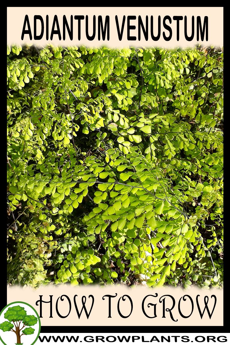 How to grow Adiantum venustum