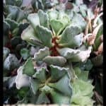 Adromischus cristatus