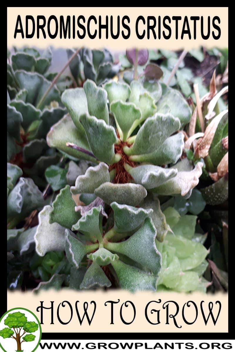 How to grow Adromischus cristatus