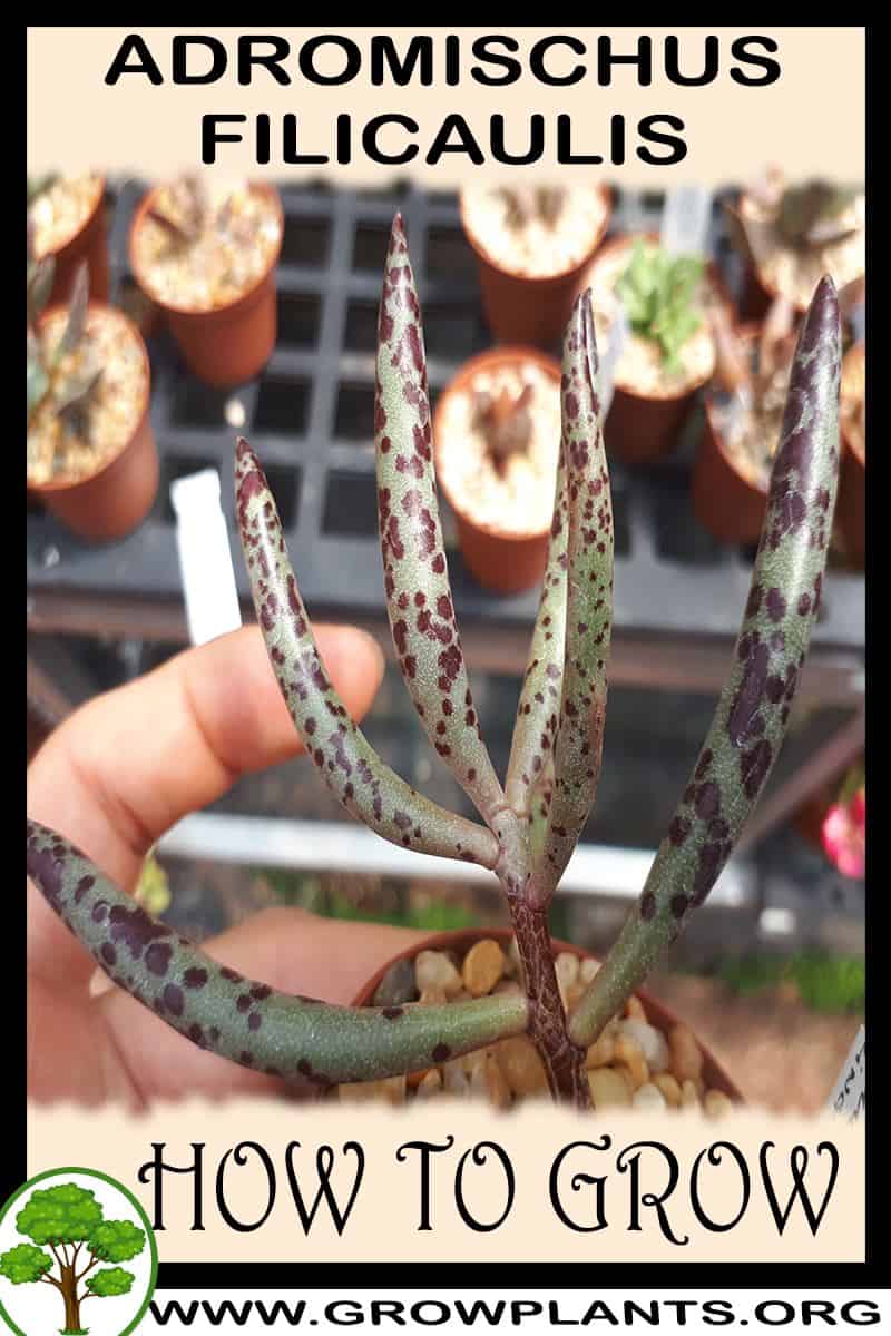 How to grow Adromischus filicaulis