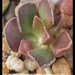 Adromischus marianae