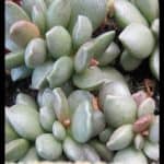 Adromischus schuldtianus