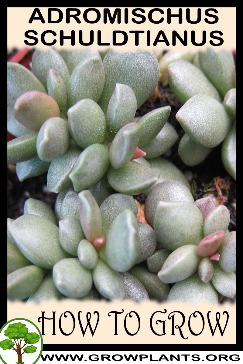How to grow Adromischus schuldtianus