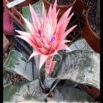 Aechmea