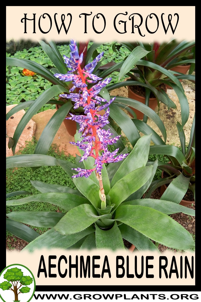 How to grow Aechmea Blue rain