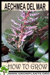How to grow Aechmea Del Mar