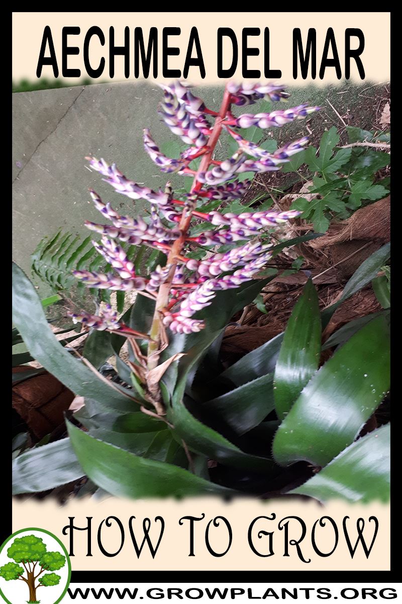 How to grow Aechmea Del Mar