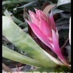 Aechmea allenii