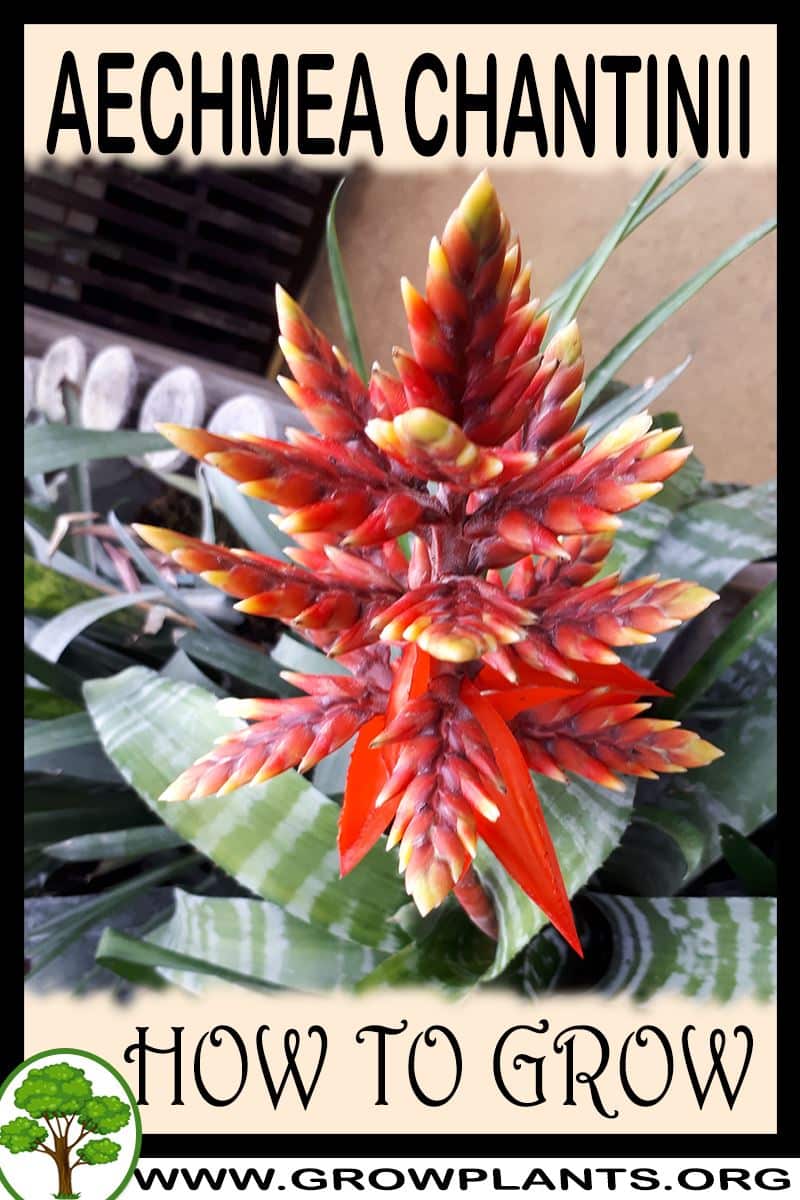 How to grow Aechmea chantinii