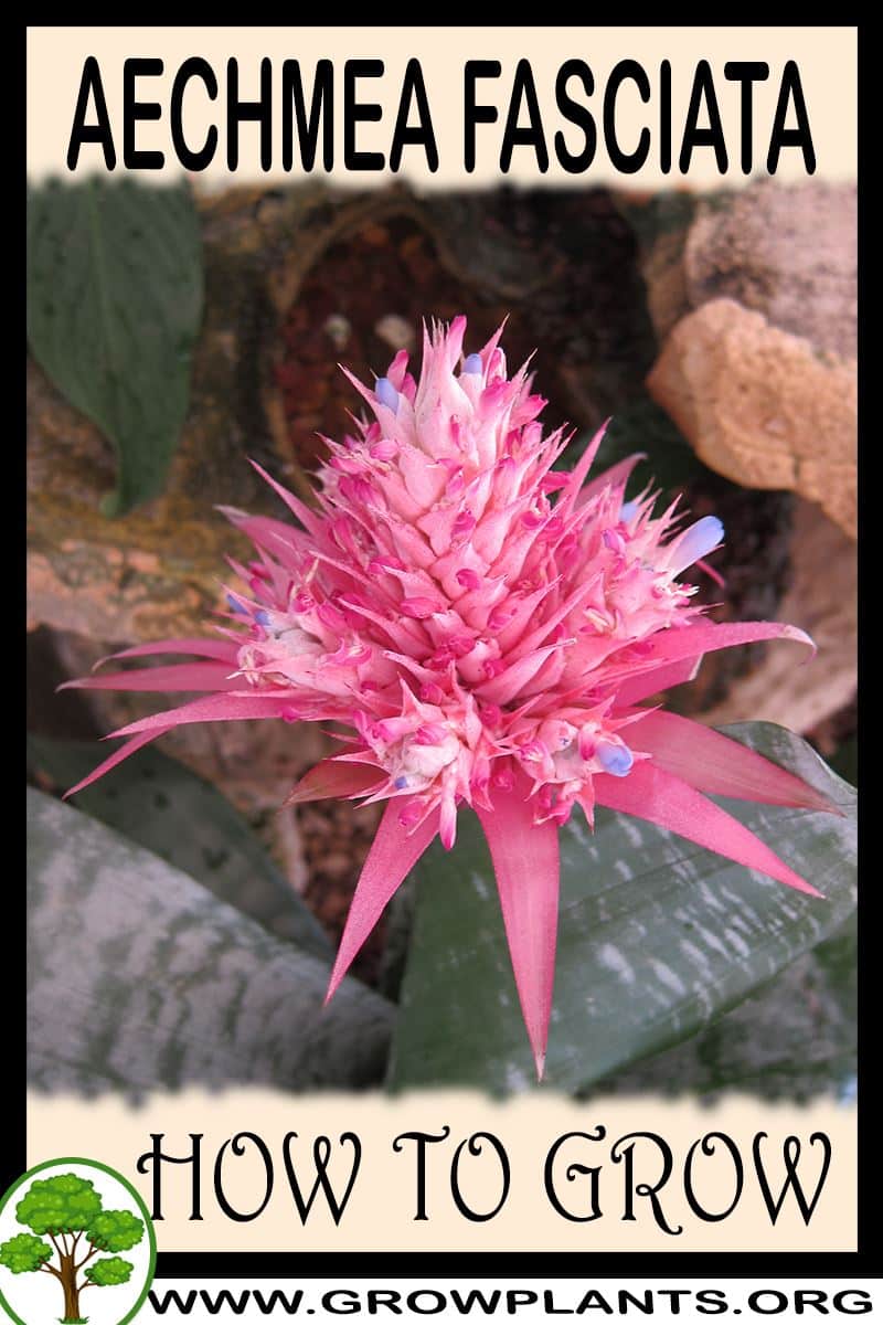 How to grow Aechmea fasciata