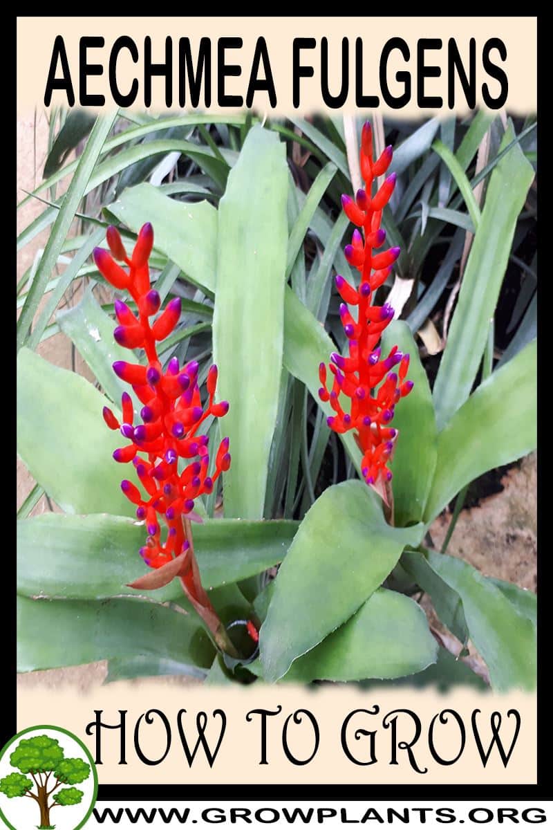 How to grow Aechmea fulgens