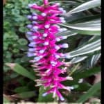 Aechmea gamosepala