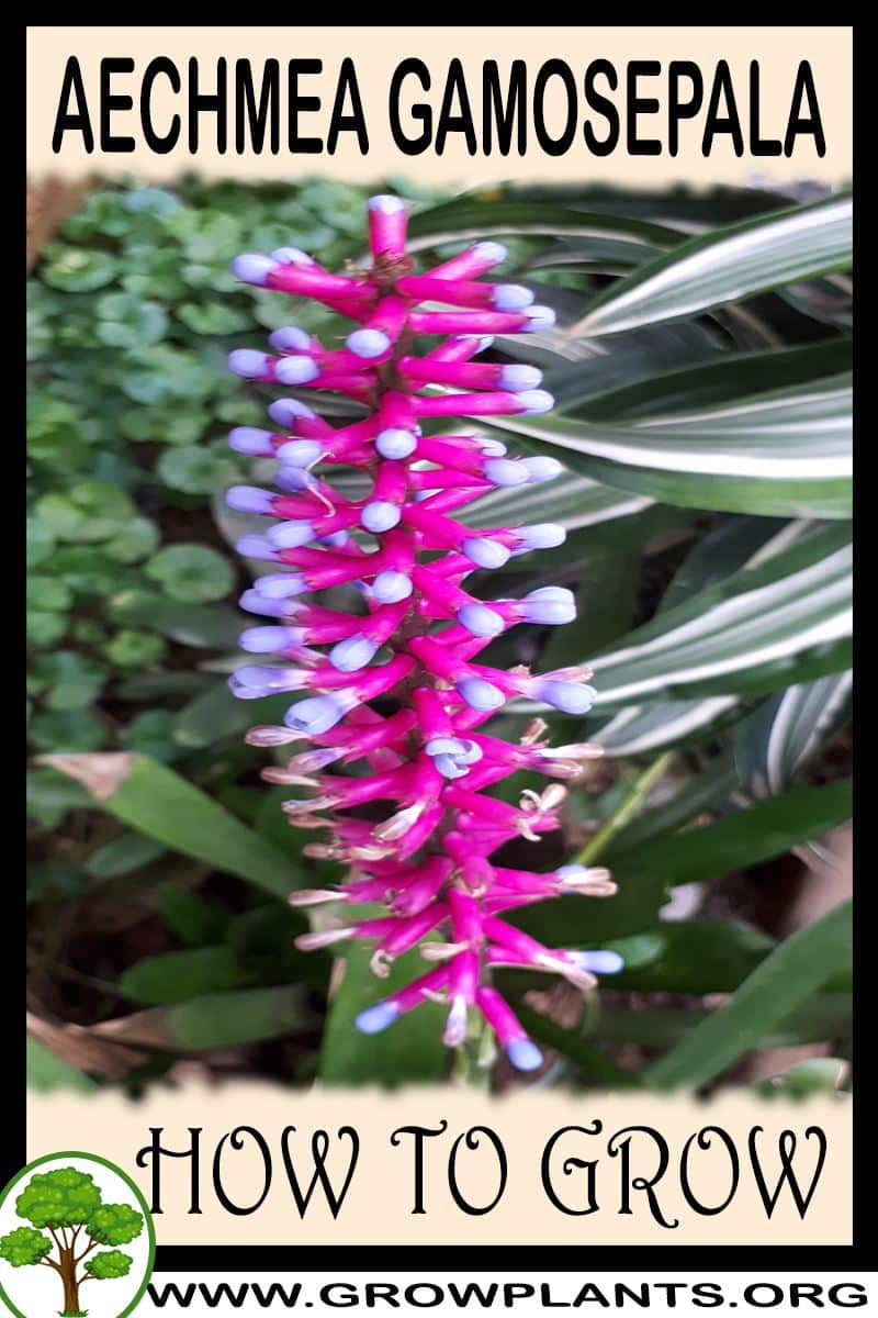 How to grow Aechmea gamosepala