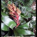 Aechmea ramosa