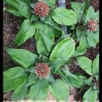 Aechmea tayoensis