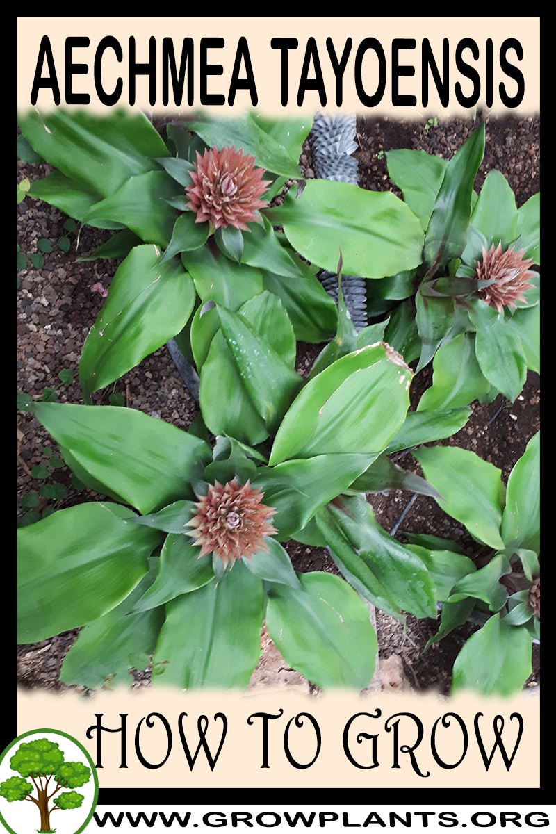 How to grow Aechmea tayoensis