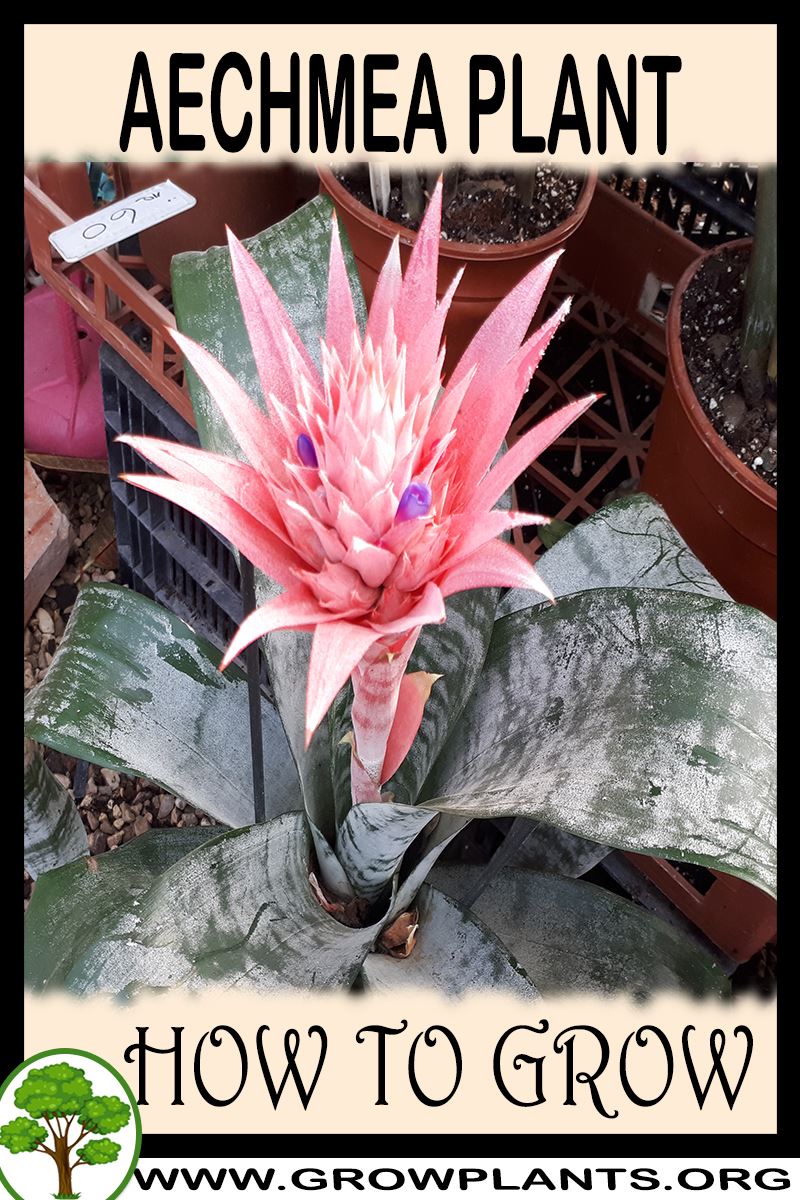 How to grow Aechmea