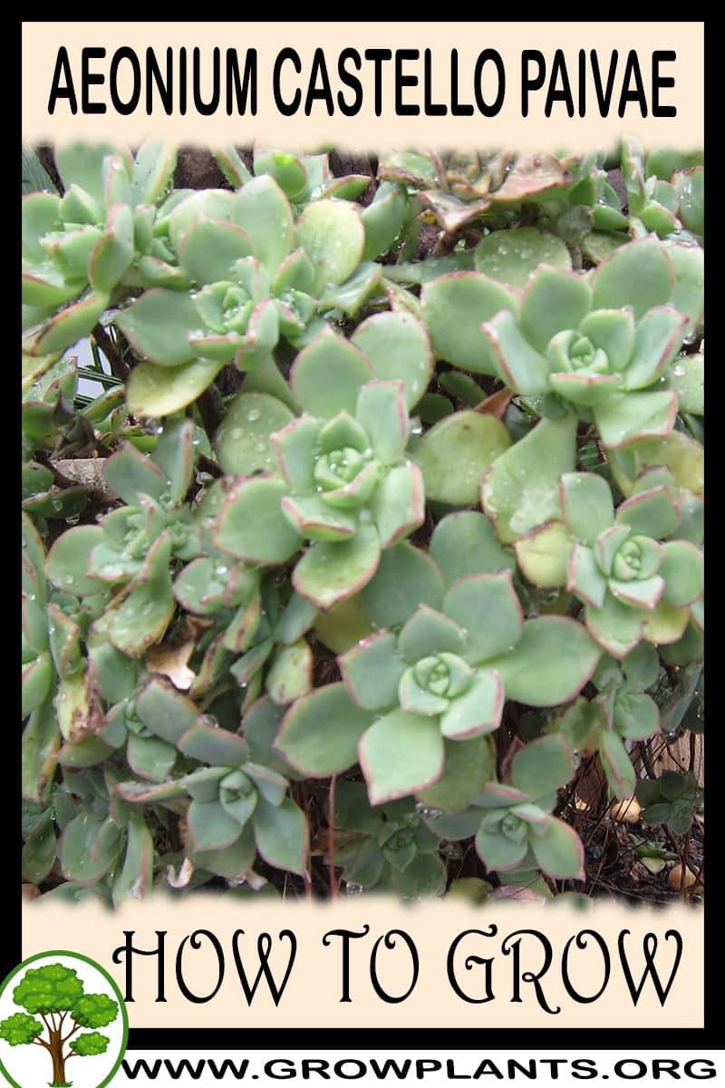 How to grow Aeonium castello paivae