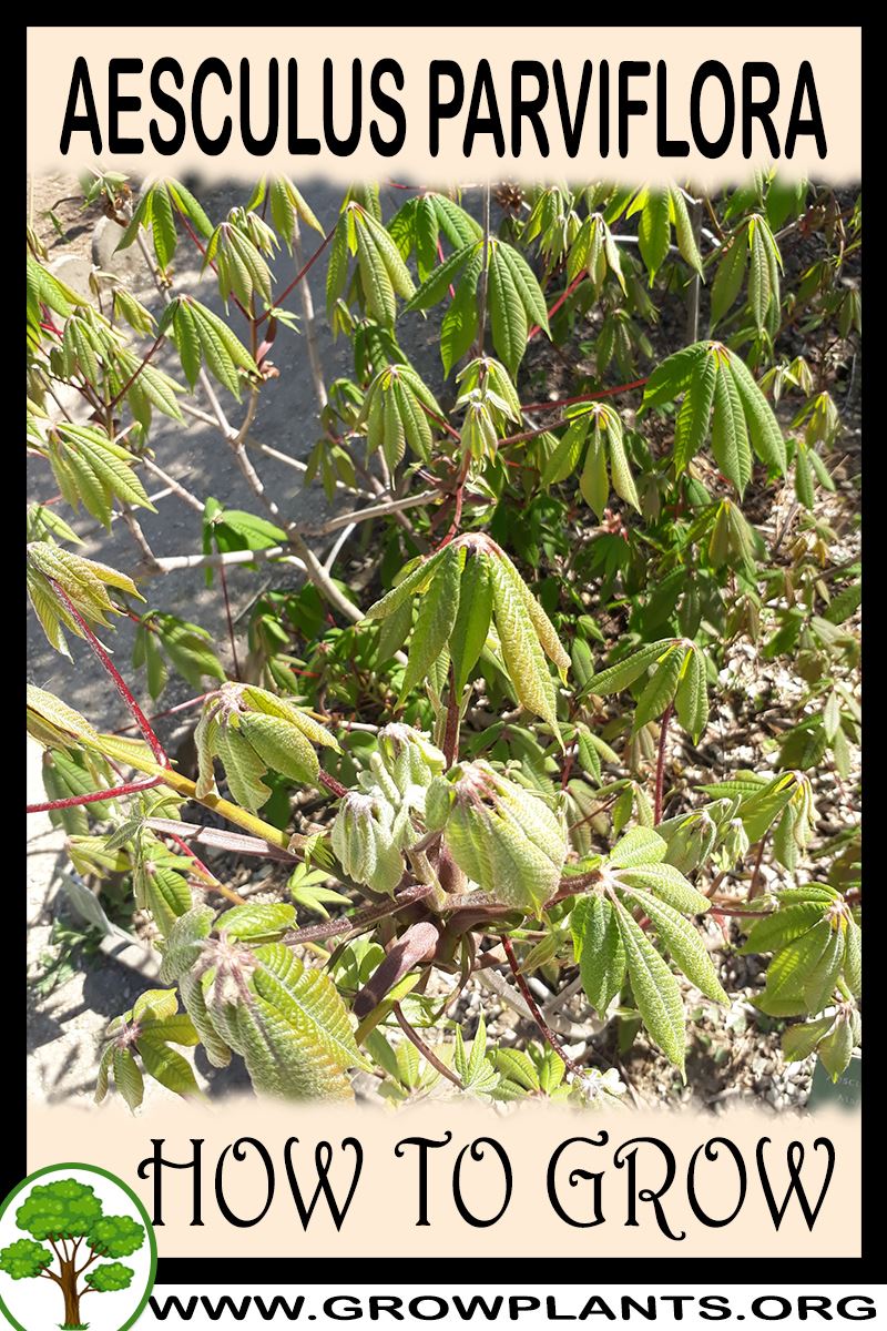 How to grow Aesculus parviflora