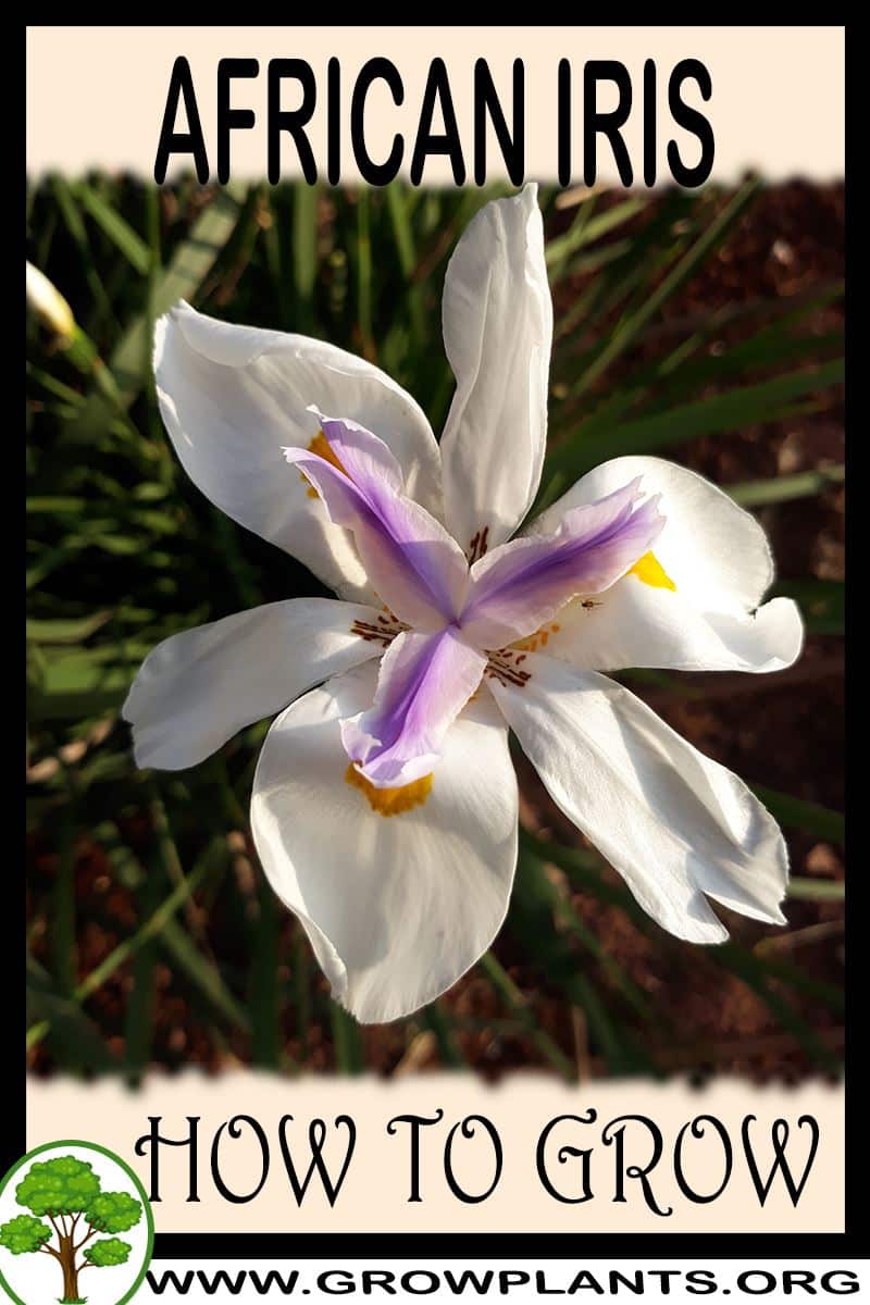 How to grow African iris