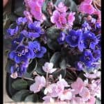 African violet plant