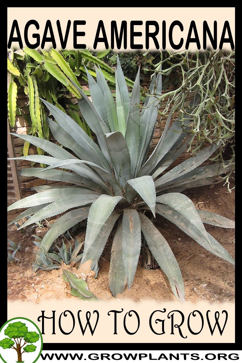 How to grow Agave americana