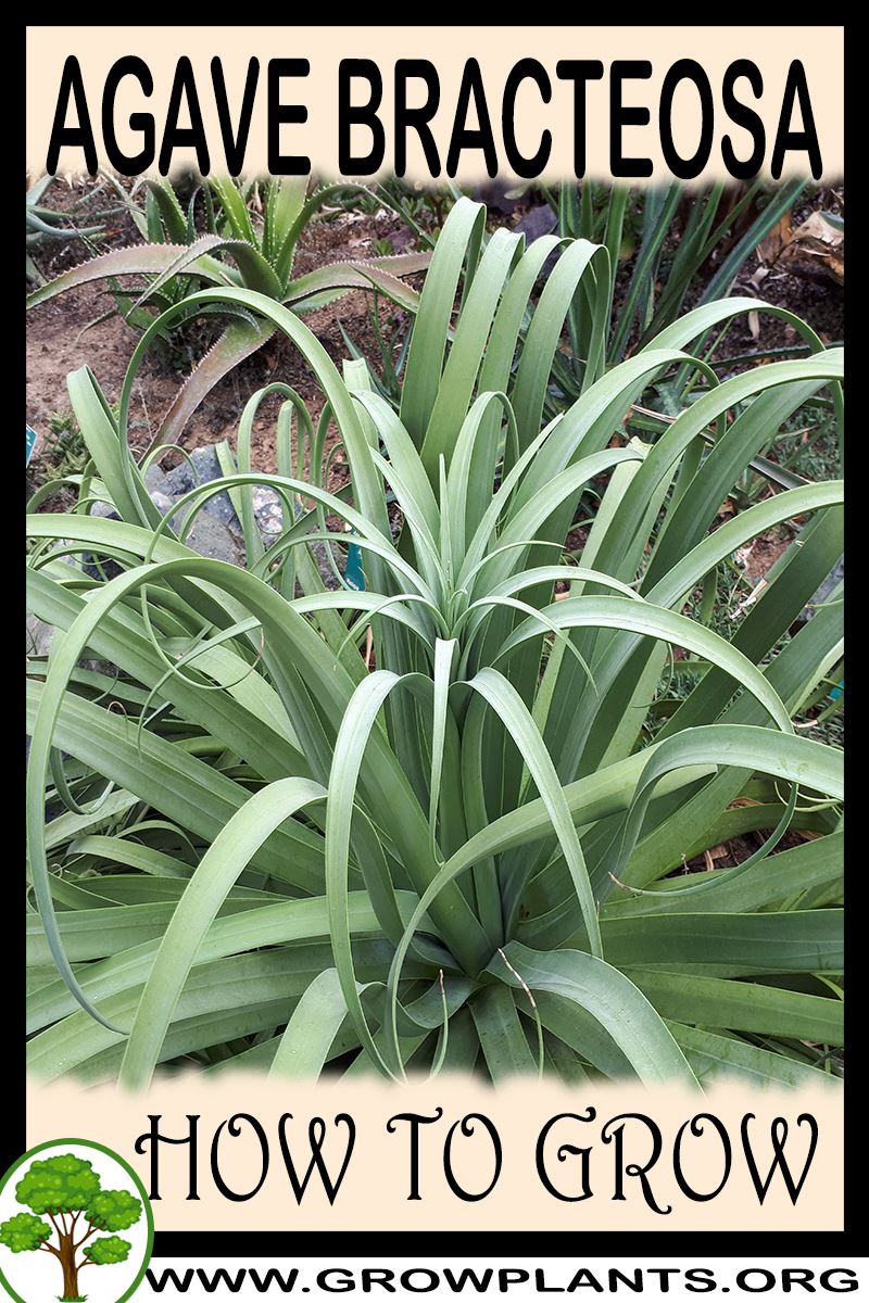 How to grow Agave bracteosa