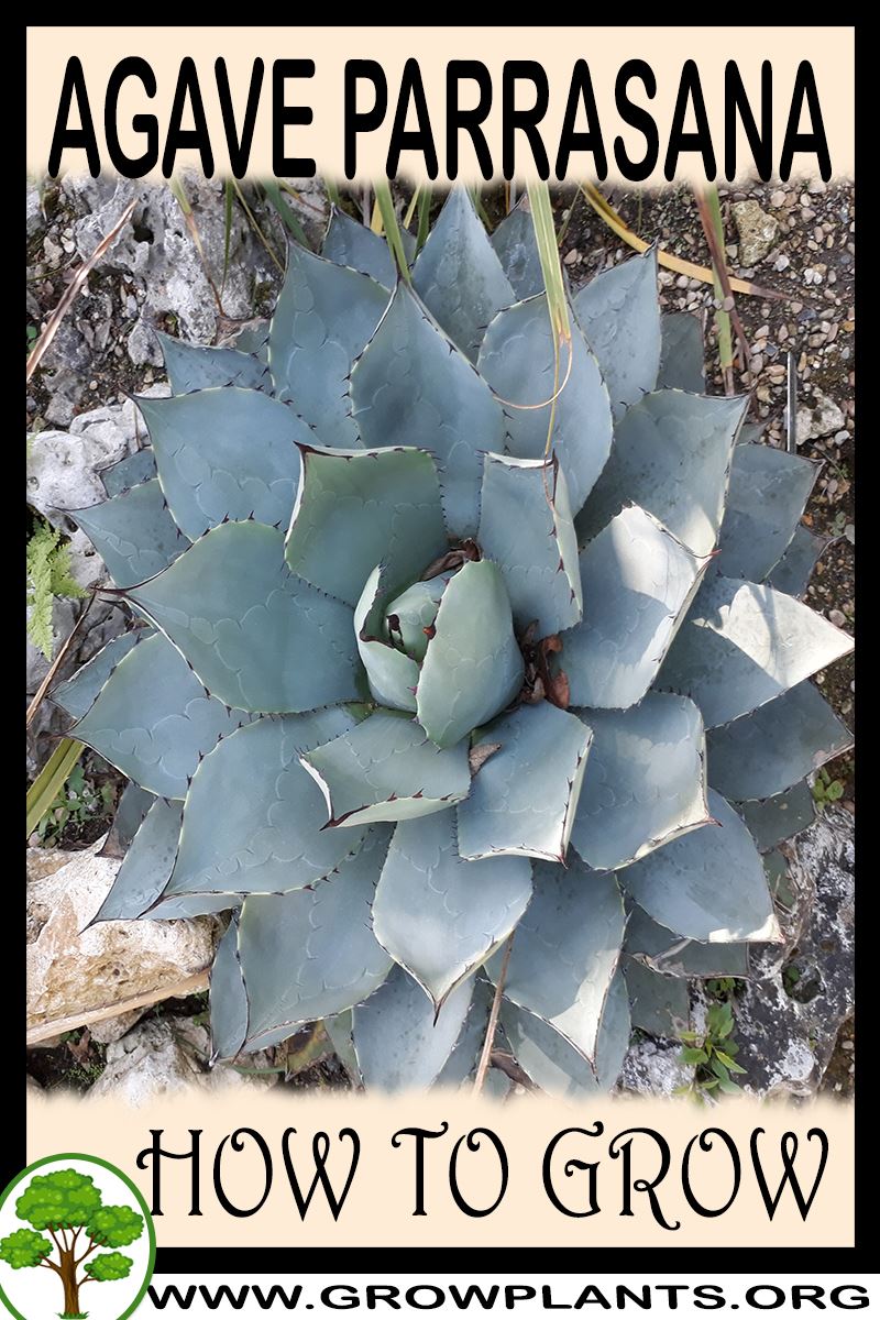 How to grow Agave parrasana