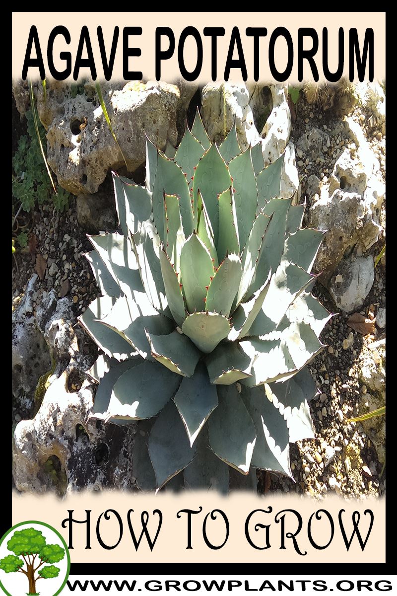 How to grow Agave potatorum