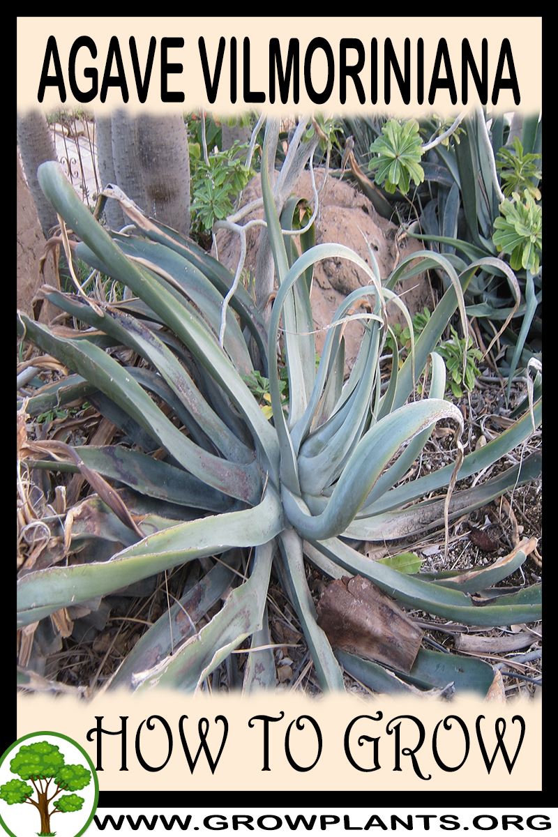 How to grow Agave vilmoriniana