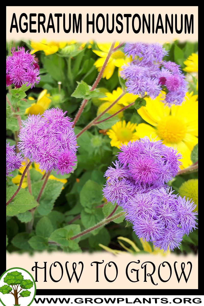 How to grow Ageratum houstonianum