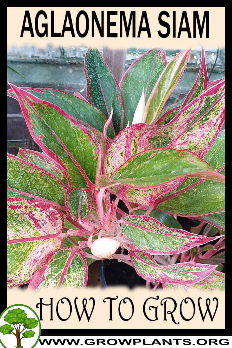 How to grow Aglaonema siam