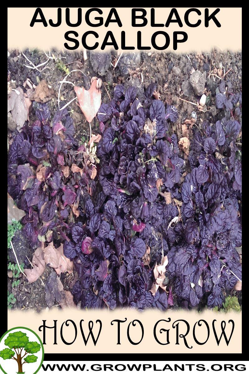 How to grow Ajuga black scallop