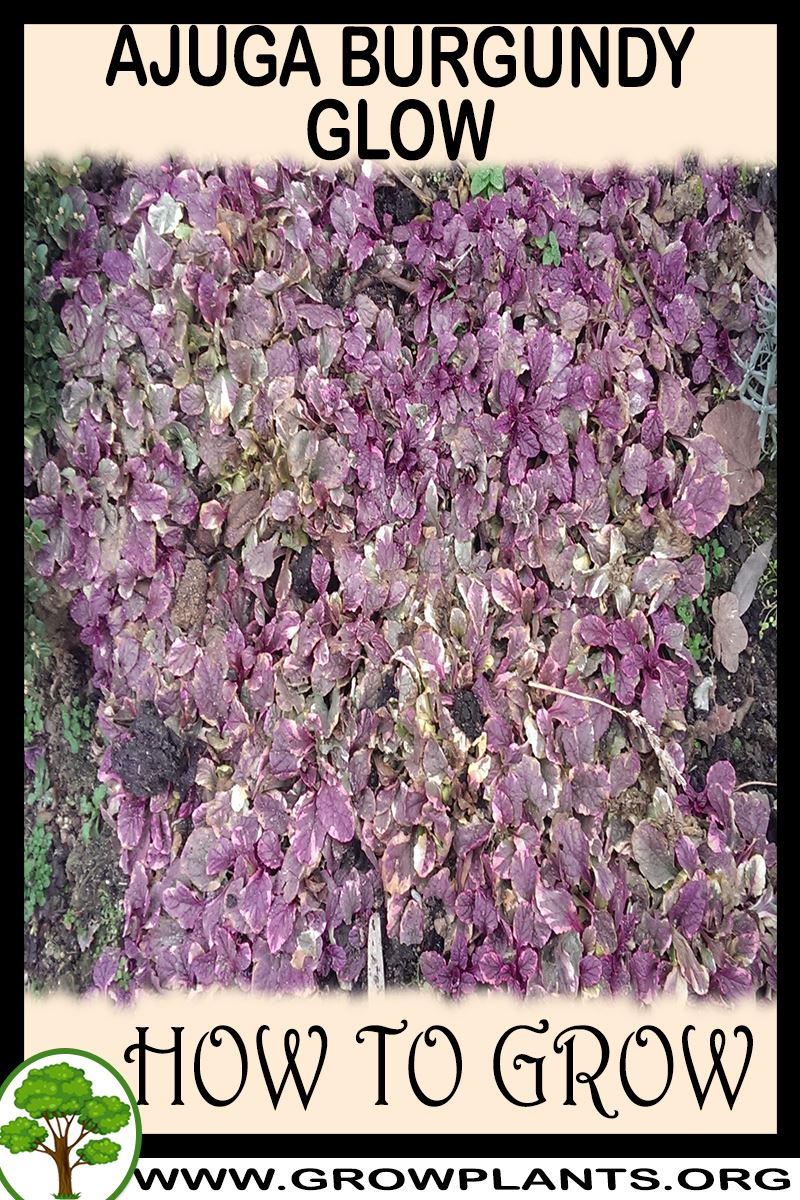 How to grow Ajuga burgundy glow